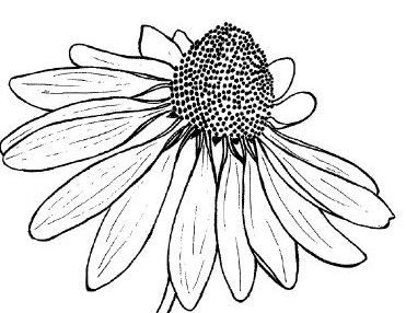 free flower lines clip art - photo #48